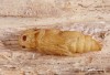 tesařík pestrý (Brouci), Xylotrechus rusticus (Linnaeus, 1758), Clytini, Cerambycidae (Coleoptera)